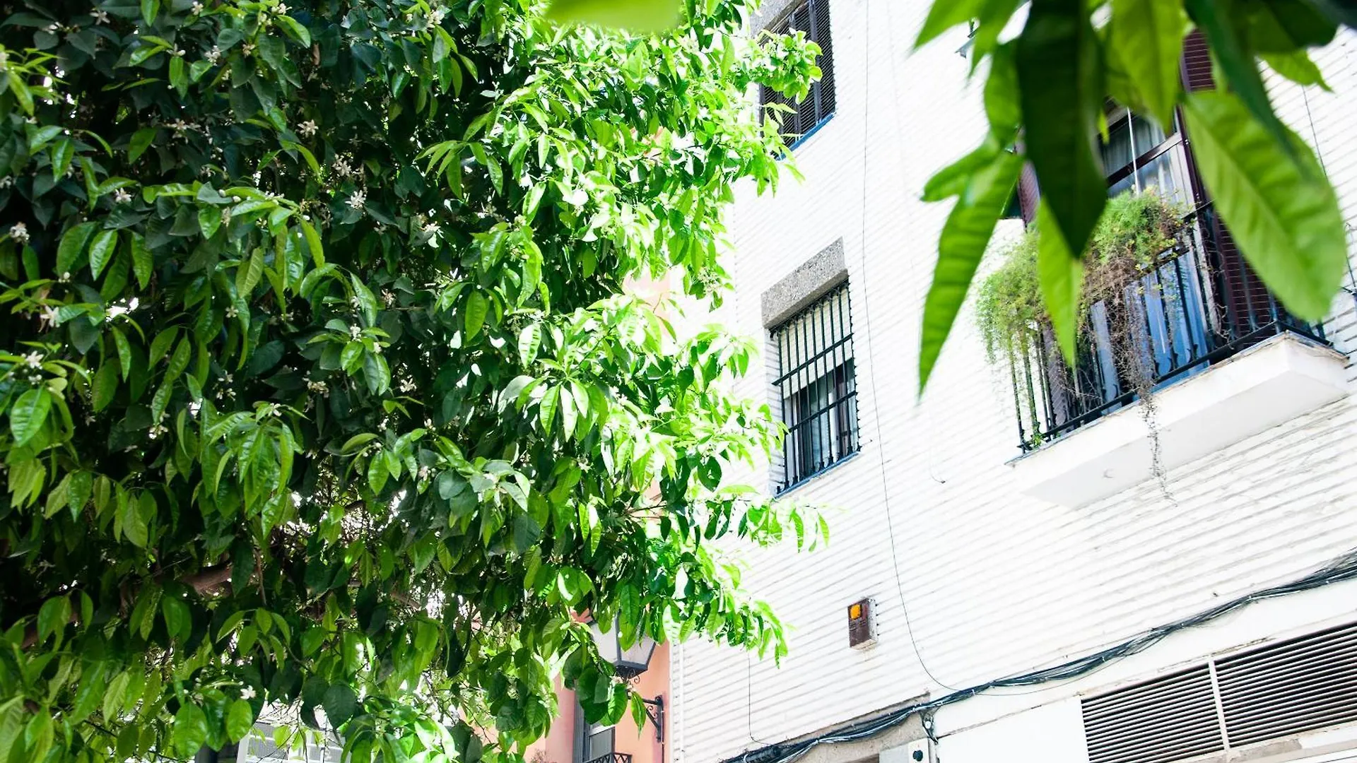 Alohamundi Cruz Verde Seville